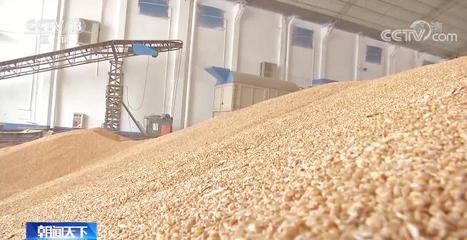 今年夏粮小麦收购已全面展开 收购主体更加多元化