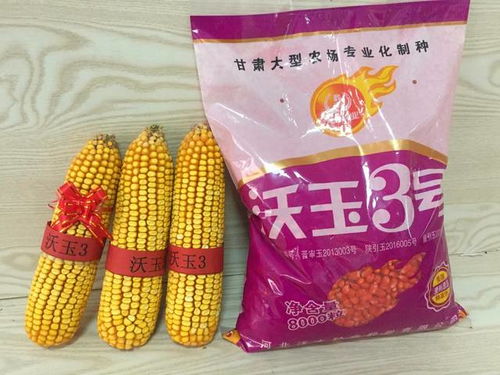沃玉3号新品种,中密产量高,稀植棒更大 附最新玉米收购价格