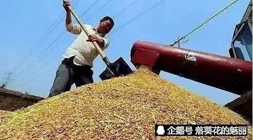 中国失去粮食定价权.中国三大主粮已入资本布局