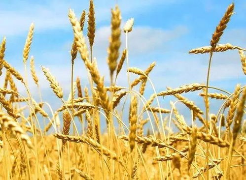 定了 2018年小麦 稻谷最低收购价不取消