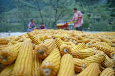 秋粮收购进度过半 明年粮食产量目标为1.3万亿斤以上