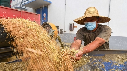 山东粮食收购贷款信用保证基金启动运行